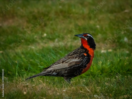 Long-tailed Meadowlark (Leistes loyca) on Carcass Island, Falkland Islands photo