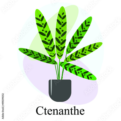 Indoor ornamental deciduous plant ctenante. Trend vector image photo