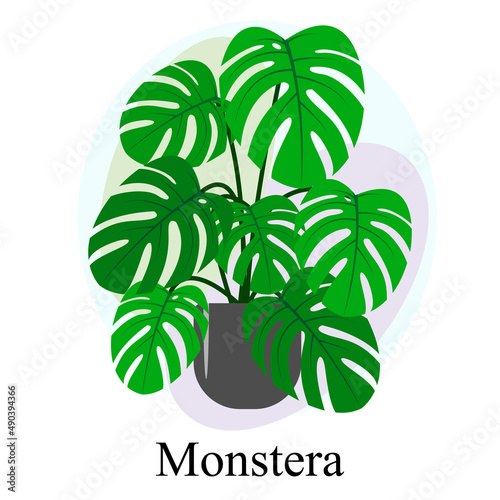 Indoor ornamental deciduous plant monstera. Trend vector image photo