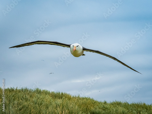 Incoming, Black-browed Albatross (Thalassarche melanophris) on Steeple Jason Island, Falkland Islands photo