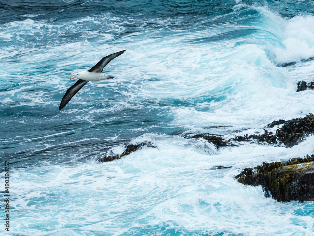 Black-browed Albatross (Thalassarche melanophris) in flight over waves on New Island, Falkland Islands Black-browed Albatross (Thalassarche melanophris) in flight over waves on New Island, Falkland Islands
