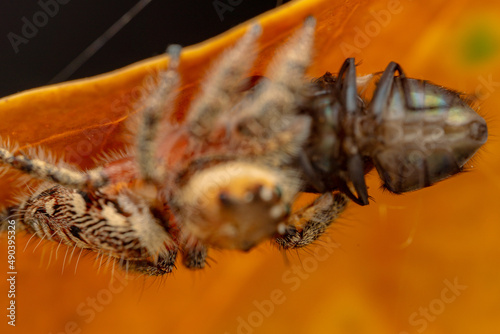 jumping spider is eating flies. photo macro jumping spider eating flies on a yellow background © parianto