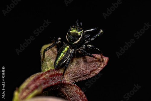 Adult Male Jumping Spider photo