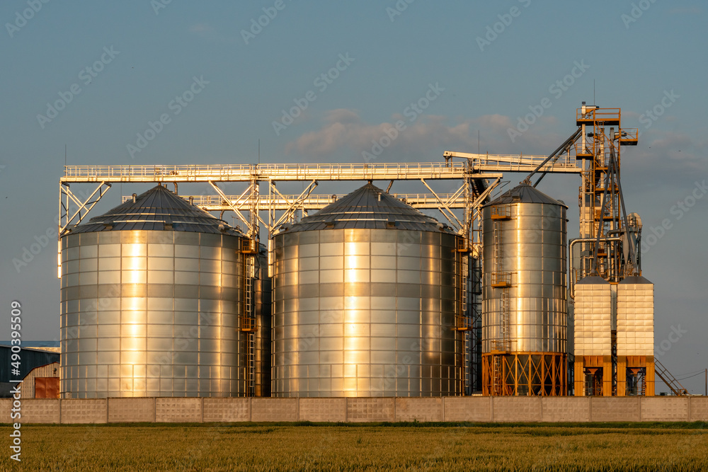 Next to a wheat agricultural field installed silver silos on agro manufacturing plant for processing drying cleaning and storage of agricultural products, flour, cereals and grain. Granary elevator Next to a wheat agricultural field installed silver silos on agro manufacturing plant for processing drying cleaning and storage of agricultural products, flour, cereals and grain. Granary elevator