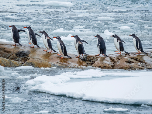 Gentoo Penguins (Pygoscelis papua) returning single file Peterman Island, Antarctica photo