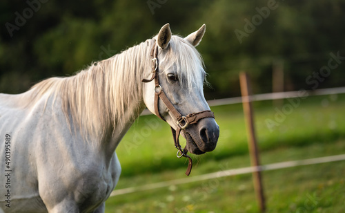 White Arabian horse standing on green meadow, blurred forest background, closeup detail to animal head © Lubo Ivanko