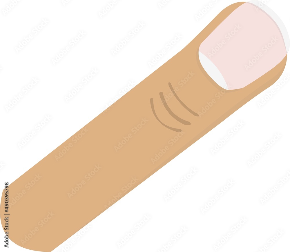 Vector illustration of a human finger of the hand Vector illustration of a human finger of the hand