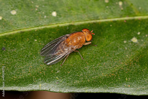 Adult Acalyptrate Fly photo