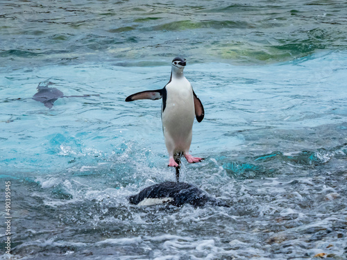 Chinstrap Penguins (Pygoscelis antarcticus) jumpimg through the surf, Coronation Island, South Orkney Islands, Antarctica photo