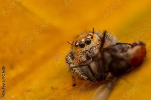 jumping spider is eating flies.
photo macro jumping spider eating flies
on a yellow background