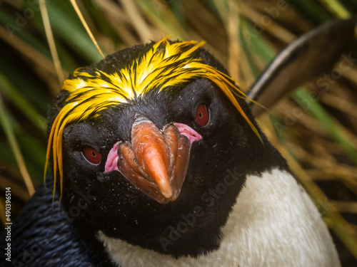 Macaroni Penguin (Eudyptes chrysolophus) in the tussock grass at Cooper Bay, South Georgia photo