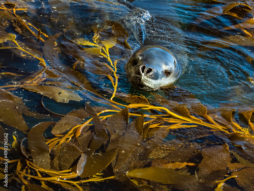 Leopard Seal (Hydrurga leptonyx) pokes its head up through Giant Kelp (Macrocystis spongish) in Hercules Bay, South Georgia photo