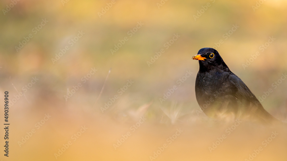 Obraz premium Blackbird in the grass. Common blackbird. Turdus merula. Eurasian blackbird.