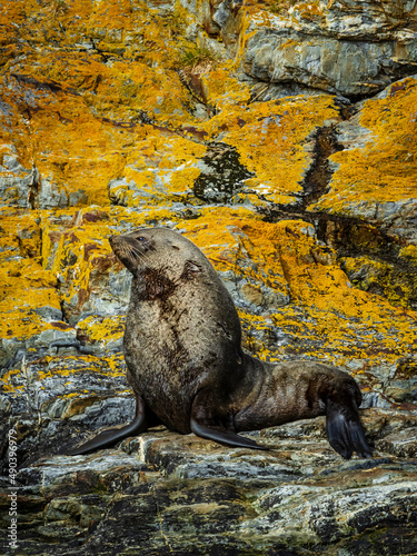 Antarctic Fur Seal (Arctocephalus gazella) in Gothul Bay, South Georgia photo