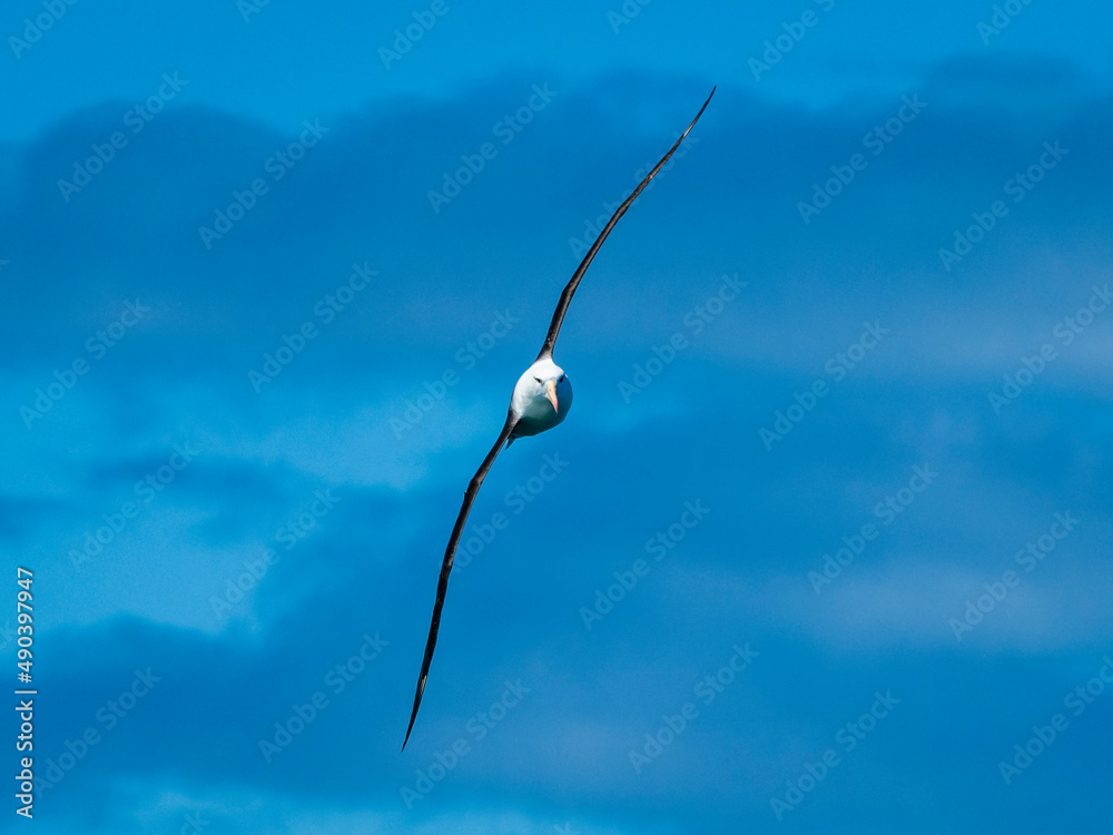 Black-browed Albatross (Thalassarche melanophris) glides effortlessly in the Drake Passage, South Georgia Black-browed Albatross (Thalassarche melanophris) glides effortlessly in the Drake Passage, South Georgia