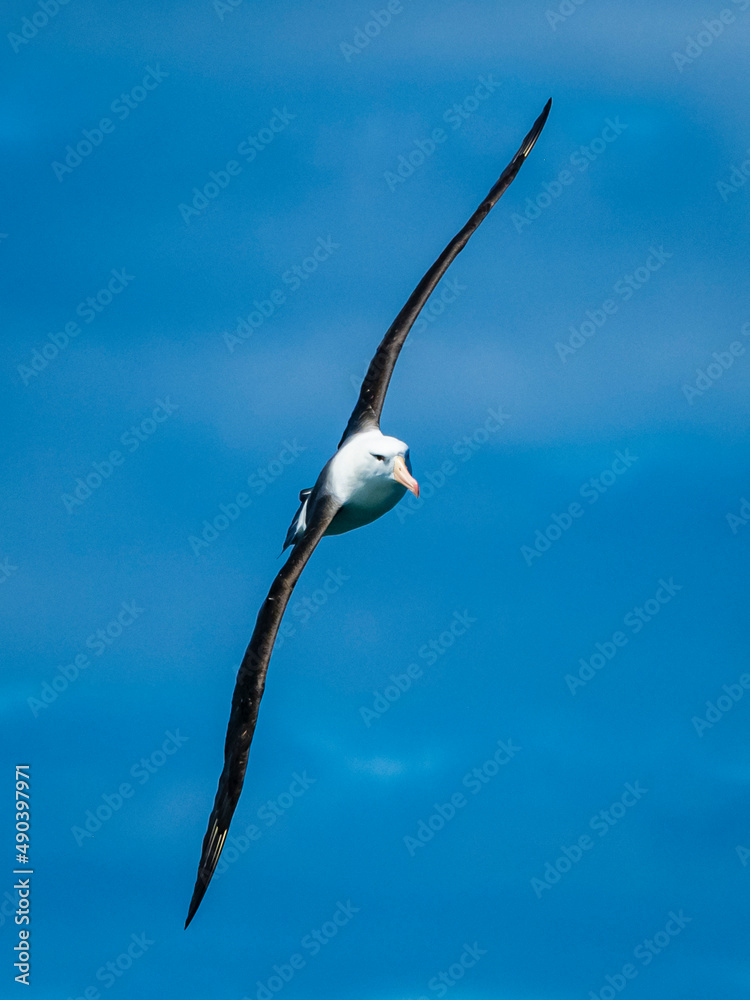 Black-browed Albatross (Thalassarche melanophris) glides effortlessly in the Drake Passage, South Georgia Black-browed Albatross (Thalassarche melanophris) glides effortlessly in the Drake Passage, South Georgia