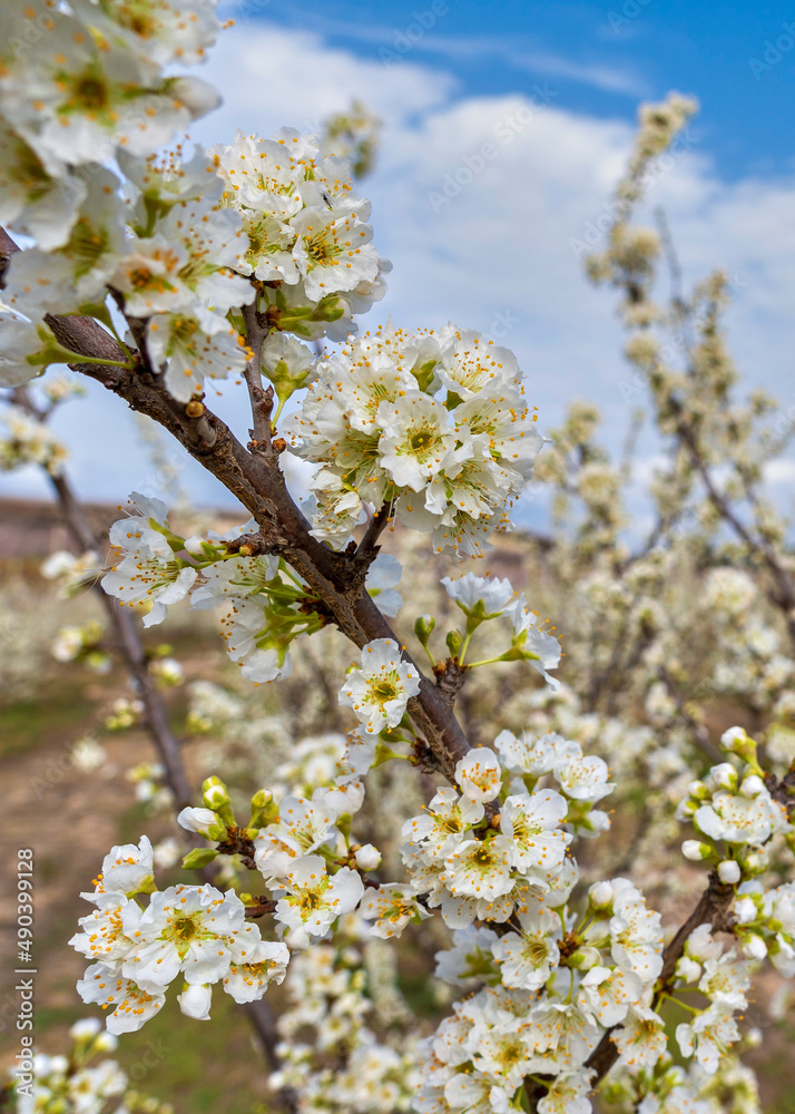 Flowering in Cieza, various fruit trees in bloom. Located in Murcia region, Spain Flowering in Cieza, various fruit trees in bloom. Located in Murcia region, Spain