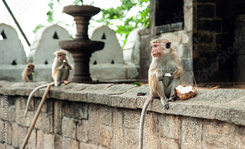 japanese macaque sitting on a stone- monkeys in Sri Lanka eating coconut on a stone wall