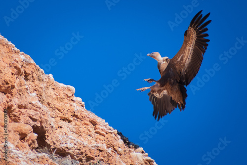 Griffon Vultures flying at the mountains of Burgos (Castilla y Leon, Spain photo