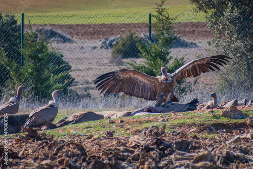 Griffon Vultures having lunch (Burgos, Spain)