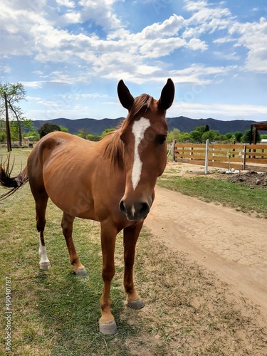 horse in the field