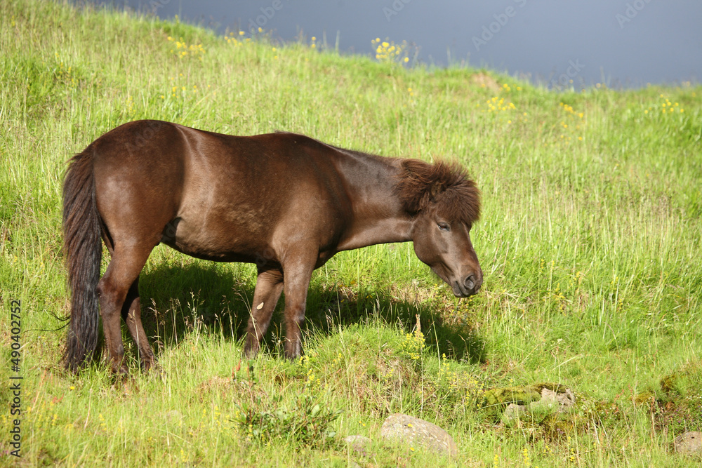 Islandpferd / Icelandic horse / Equus ferus caballus Islandpferd / Icelandic horse / Equus ferus caballus