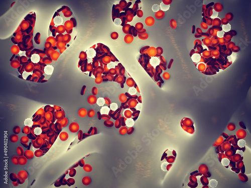 Bone marrow contains stem cells which, through the process of hematopoiesis, generate the red and white blood cells and the platelets. Bone marrow lies in the spaces of the spongy bone