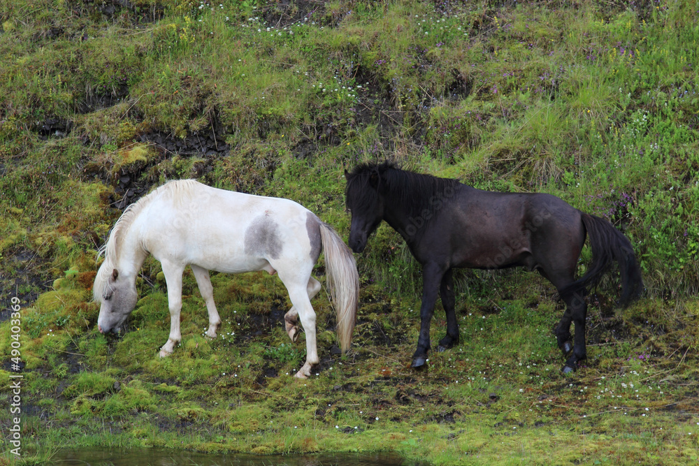 Islandpferd / Icelandic horse / Equus ferus caballus Islandpferd / Icelandic horse / Equus ferus caballus