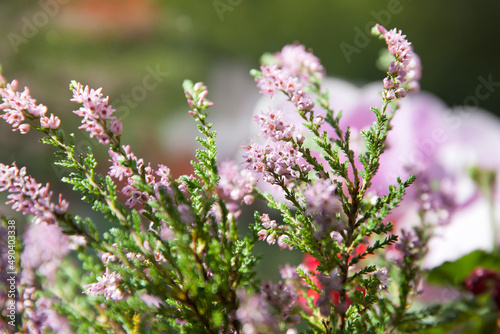 Blooming wild purple common heather. Calluna vulgaris. Nature, floral, flowers background.