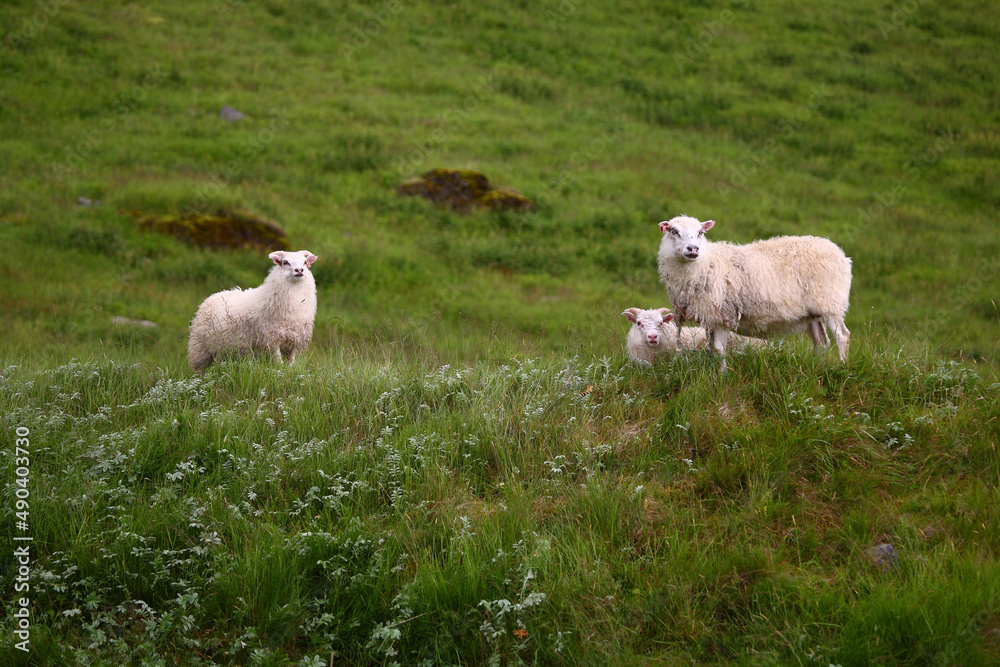 Schaf / Sheep / Ovis.. Schaf / Sheep / Ovis..