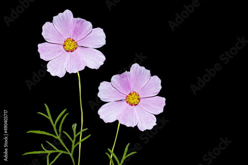 Bright colorful cosmos flowers