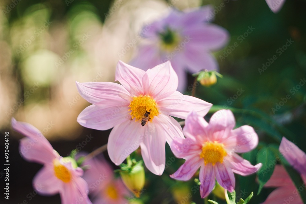 Little bee eating polen on purple flowers Little bee eating polen on purple flowers