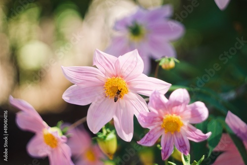 Little bee eating polen on purple flowers