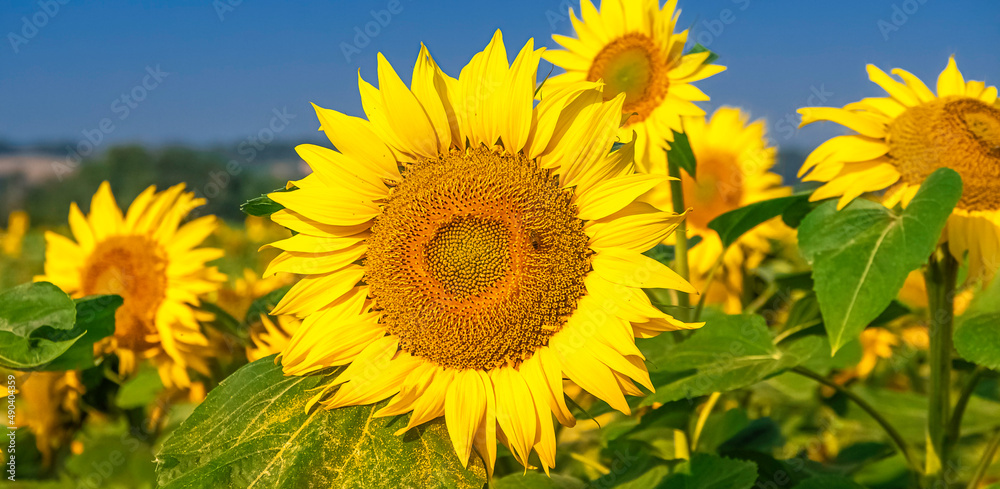 Fleur de tournesol dans un champs avec un ciel bleu.