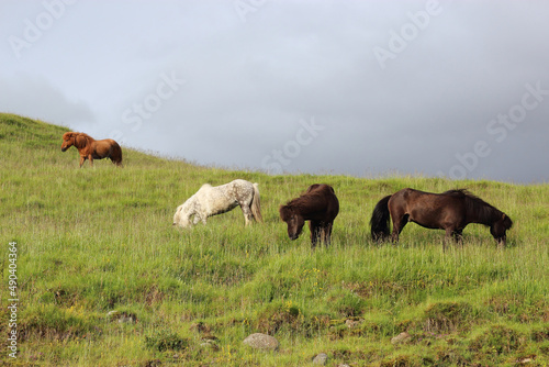 Islandpferd / Icelandic horse / Equus ferus caballus © Ludwig