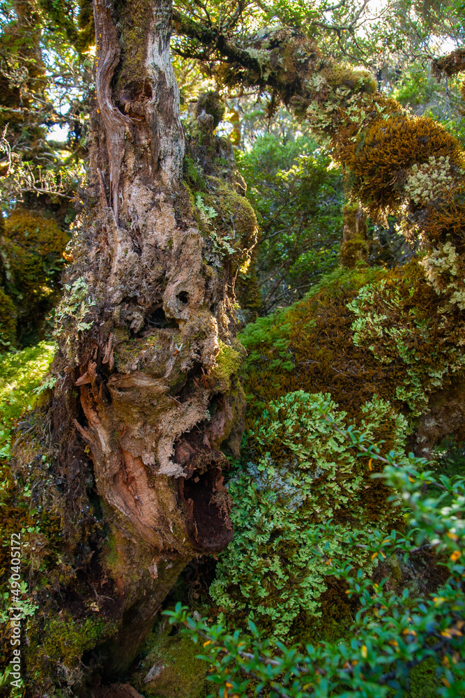 Moss covered native rainforest of New Zealand, unique shaped woods of fairy beech forest at Key Summit Hiking Trail