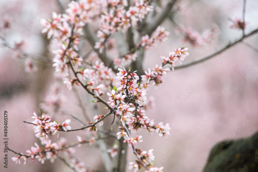 Double flowering plum (Prunus triloba) and White flowering almond (Jordan almonds) trees in spring in Quinta de los Molinos Park, Madrid, Spain Double flowering plum (Prunus triloba) and White flowering almond (Jordan almonds) trees in spring in Quinta de los Molinos Park, Madrid, Spain