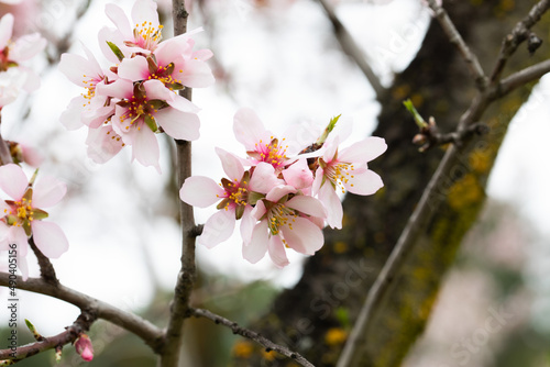 Double flowering plum (Prunus triloba) and White flowering almond (Jordan almonds) trees in spring in Quinta de los Molinos Park, Madrid, Spain