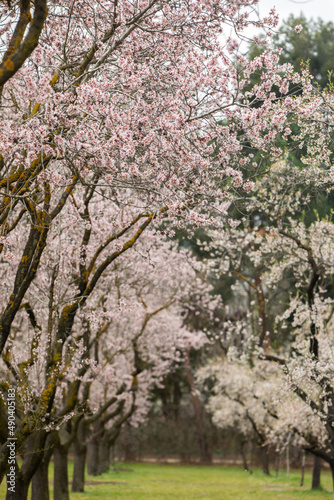 Double flowering plum  Prunus triloba  and White  flowering almond  Jordan almonds  trees in spring in Quinta de los Molinos Park  Madrid  Spain
