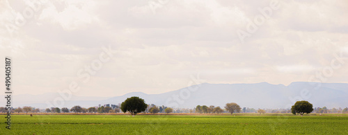 Paisaje de campo con césped verde con árboles en primavera