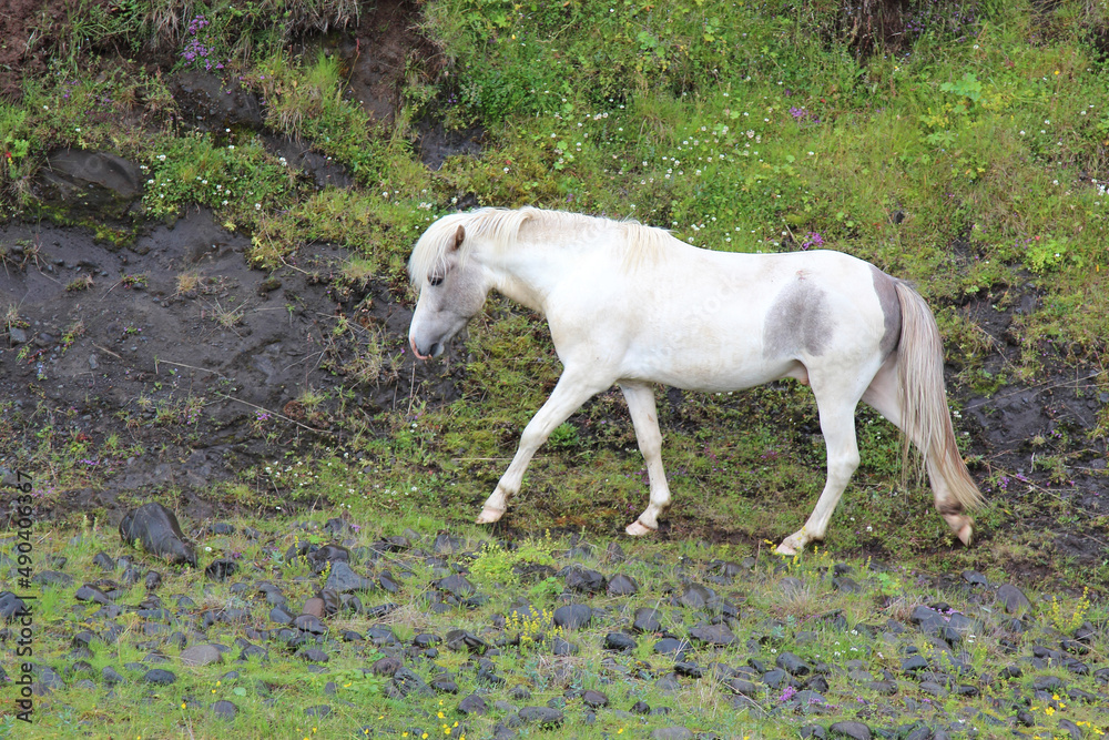 Islandpferd / Icelandic horse / Equus ferus caballus Islandpferd / Icelandic horse / Equus ferus caballus