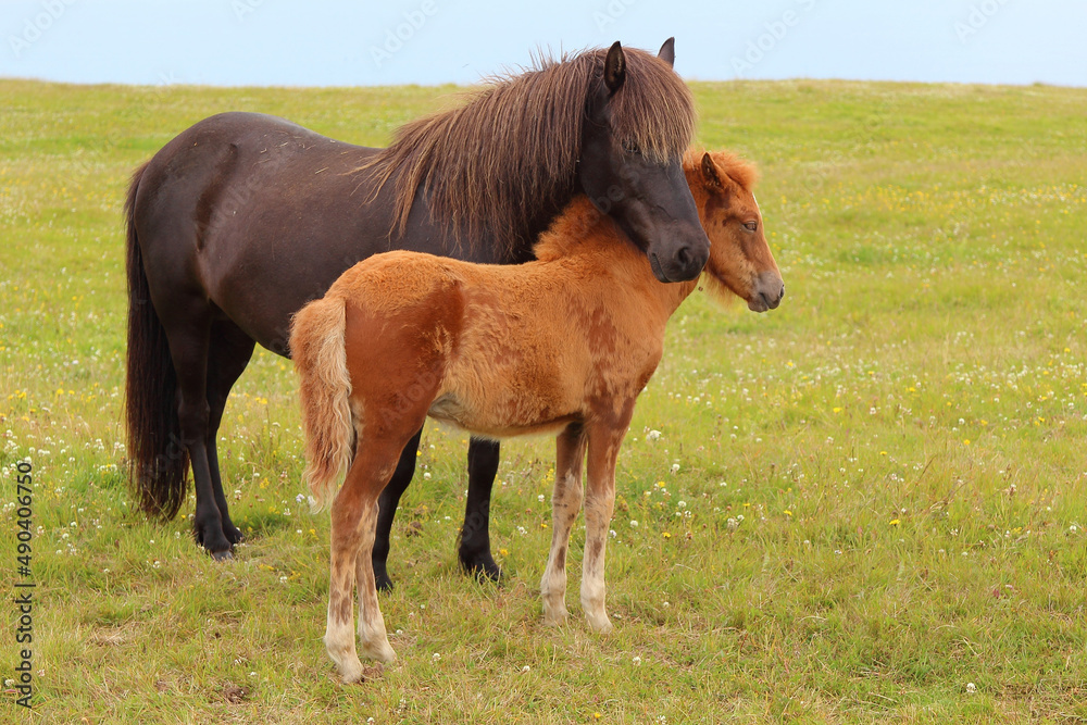 Obraz premium Islandpferd / Icelandic horse / Equus ferus caballus.