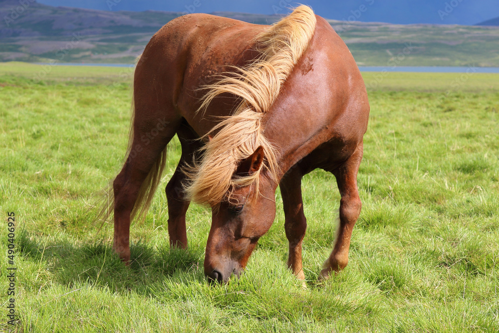 Obraz premium Islandpferd / Icelandic horse / Equus ferus caballus