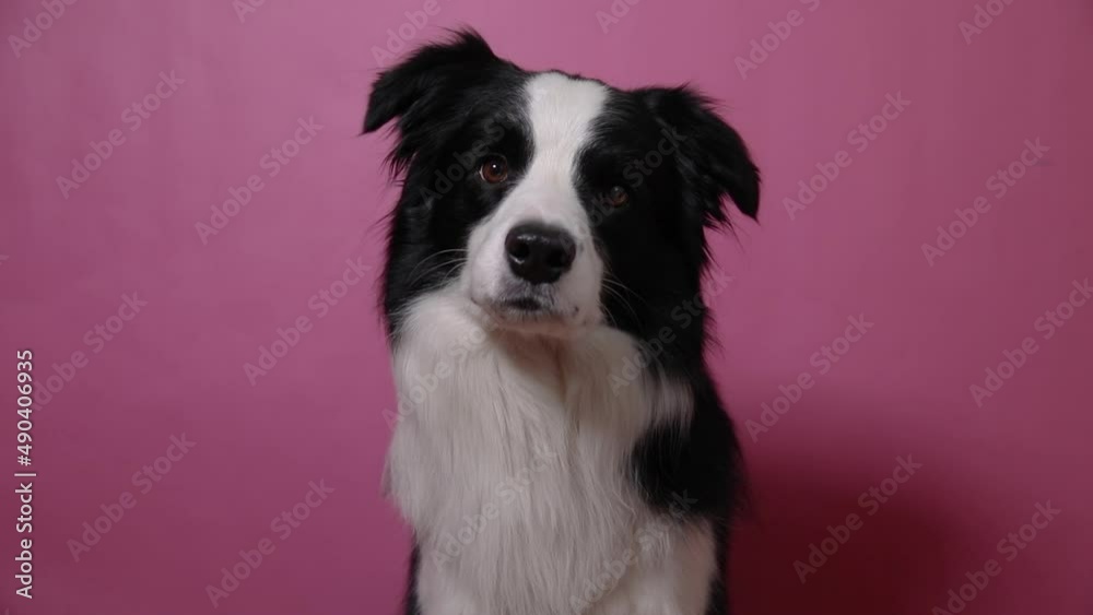 Funny portrait of cute puppy dog border collie isolated on pink colorful background. Cute pet dog. Pet animal life concept