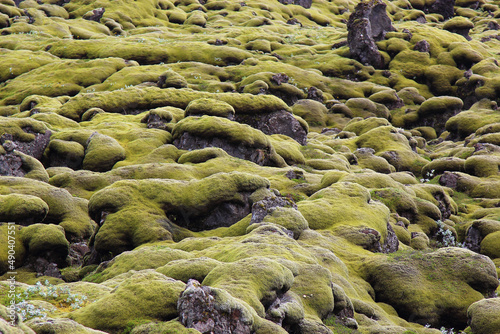 Island - Eldhraun-Lavafeld / Iceland - Eldhraun lava field /