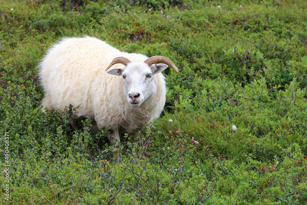 Fototapeta premium Schaf / Sheep / Ovis.