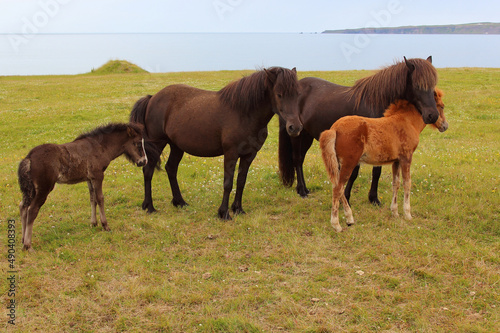 Islandpferd / Icelandic horse / Equus ferus caballus.
