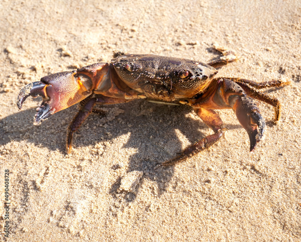 Live mud crab. Raw scylla serrata Close-up. Raw materials for seafood restaurants concept.