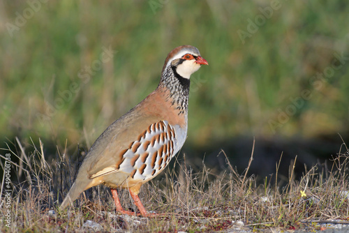 Red - legged Partridge Alectoris rufa -  closeup and portrait of gamebird in the pheasant family Phasianidae of the order Galliformes gallinaceous birds, colorful natural environment background