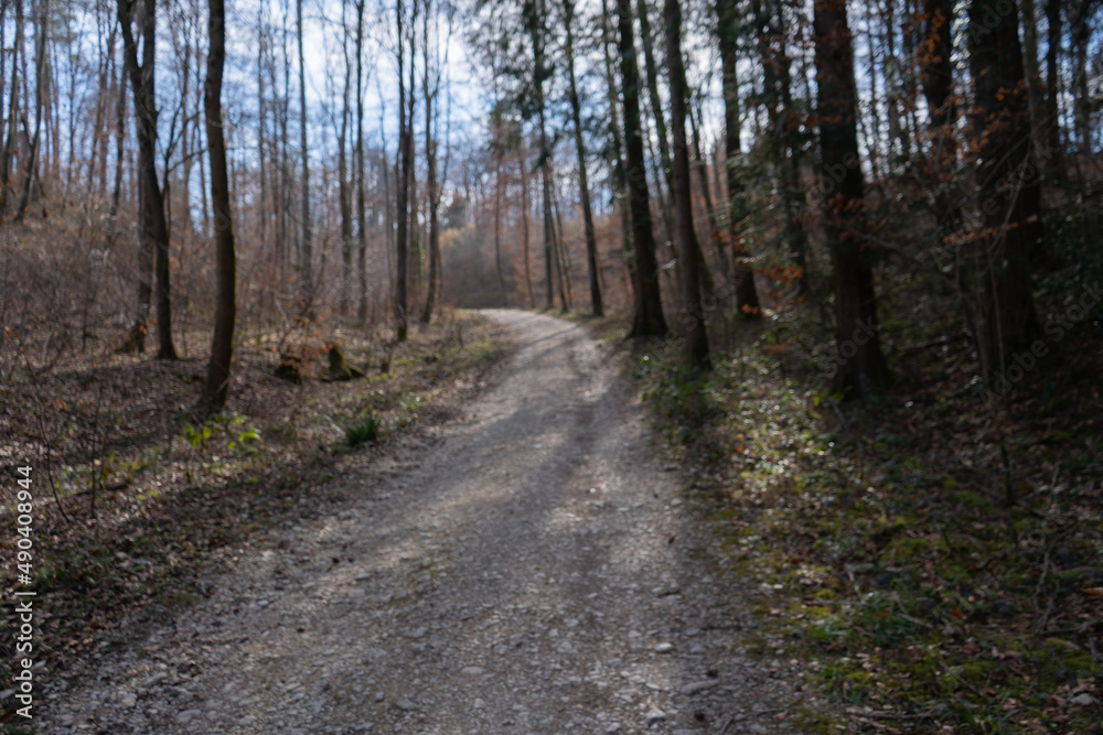 Spring Reborn, Wiedergeborene Frühling, Europa, Switzerland, Mountain, Forest, Sunny day, Lonely Walk